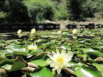 Lotus water lily in pond