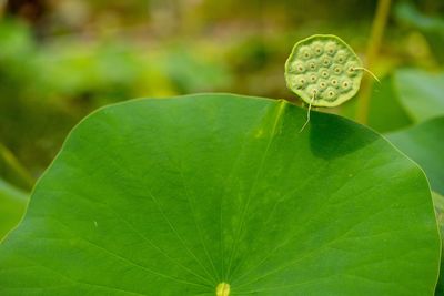 Close-up of green leaf