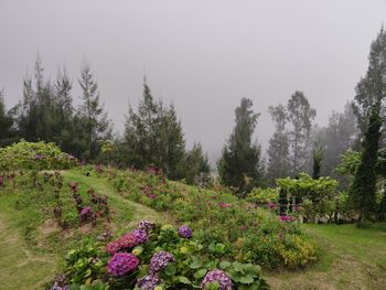 Scenic view of flowering plants and trees against sky