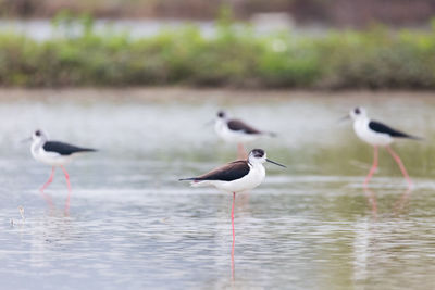 Birds in a water