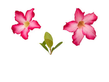 Close-up of pink roses against white background