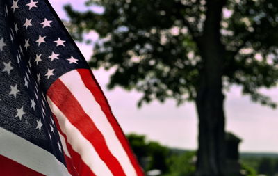 Cropped image of american flag against tree