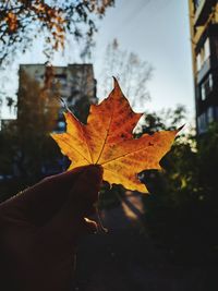 Close-up of hand holding maple leaves