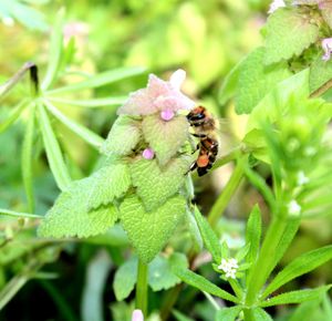 Close-up of bee pollinating on flower