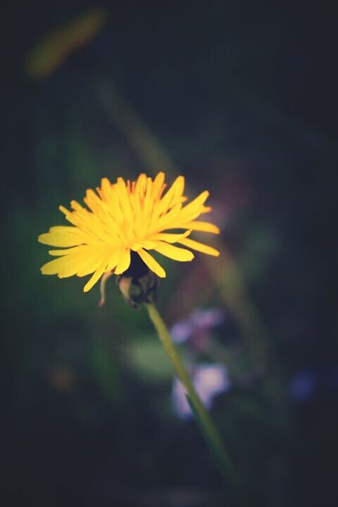 flower, petal, flower head, freshness, fragility, yellow, growth, single flower, beauty in nature, close-up, focus on foreground, blooming, nature, stem, plant, pollen, in bloom, blossom, selective focus, outdoors