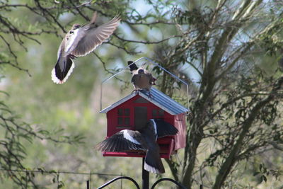 Low angle view of birds flying by tree