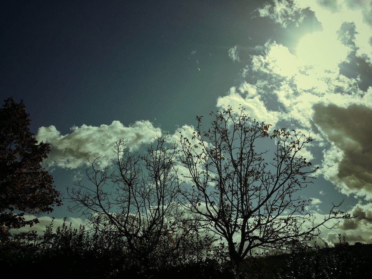 sky, silhouette, tree, tranquility, low angle view, beauty in nature, nature, tranquil scene, scenics, cloud - sky, branch, growth, bare tree, cloud, idyllic, sunlight, outdoors, no people, cloudy, sun