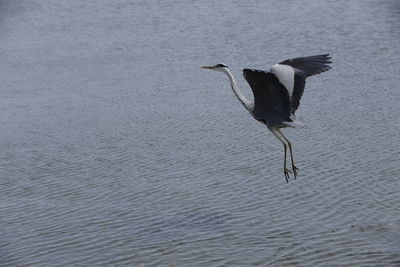 Bird flying over lake