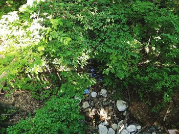 Plants growing on tree