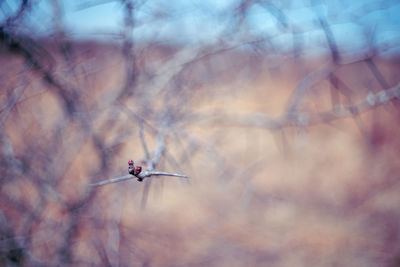 Close-up of dried plant