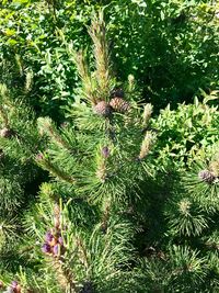 High angle view of pine tree