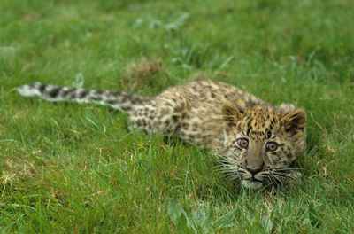 Portrait of a cat lying on grass