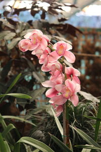 Close-up of pink flowers blooming outdoors