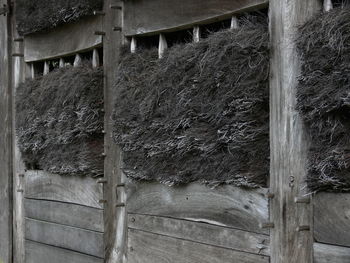 Close-up of ivy on built structure