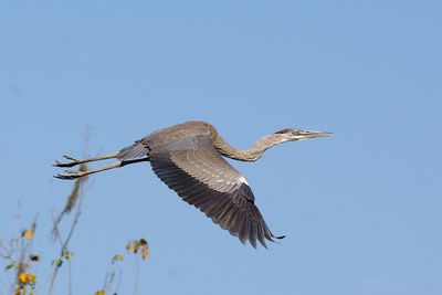 Low angle view of eagle flying in sky