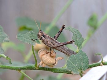 Close-up of grasshopper on leaf