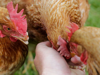 Close-up of hand feeding chickens