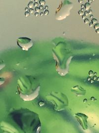 Close-up of jellyfish swimming in water