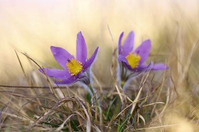 Close-up of purple crocus flowers on field