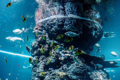 Fish swimming in sea