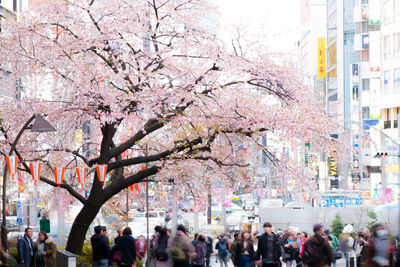 View of cherry blossom tree in city