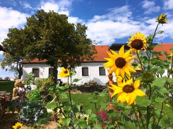 Yellow flowering plants by house against sky