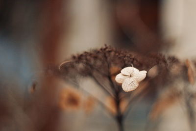 Close-up of wilted flower
