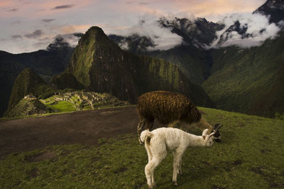 Horse standing on mountain