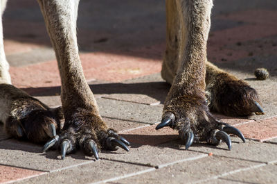 Low section of kangaroo on floor during sunny day