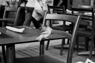 Close-up of bird sitting on table