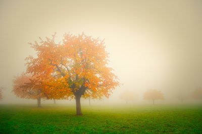 Trees on field during autumn