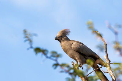 Low angle view of bird perching on branch against sky