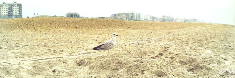 High angle view of seagull on land