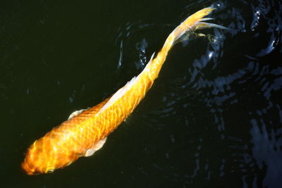 High angle view of fish swimming in lake