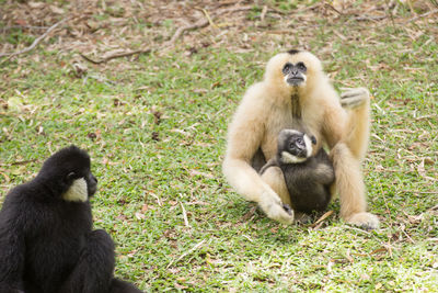 Monkey sitting on grass