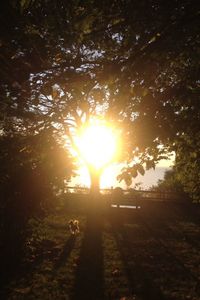 Sun shining through trees