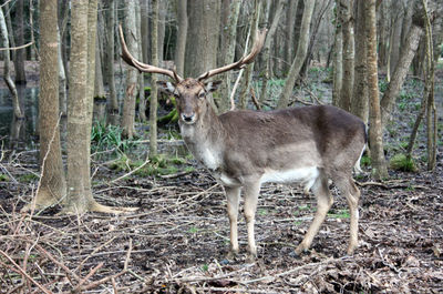 Deer standing in a field