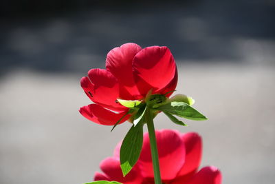 Close-up of red rose