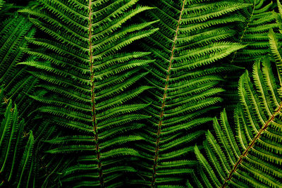 Floral background. dark green fern foliage close-up. image for lifestyle blog, social media 