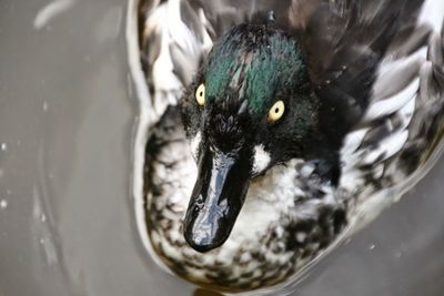 Close-up of bird in water