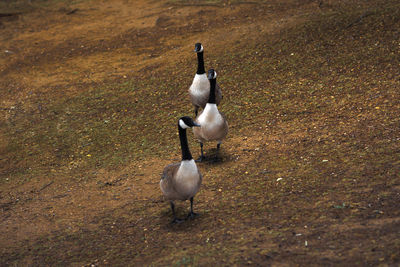 View of birds on field