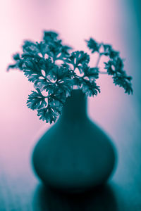 Close-up of plant in vase