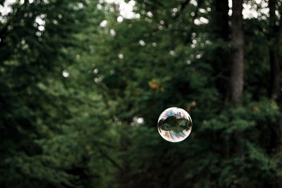 Bubble in mid-air against trees