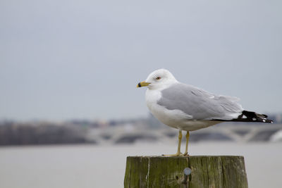 Seagull perching on wooden post against sky