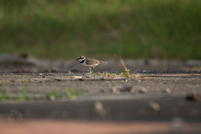 Bird perching on a land