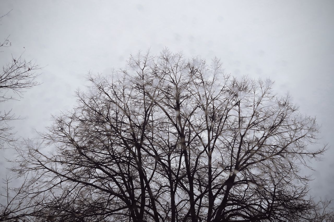 LOW ANGLE VIEW OF SILHOUETTE BARE TREES AGAINST CLEAR SKY