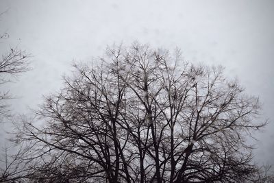 Low angle view of bare tree against clear sky