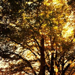 Low angle view of tree