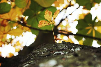 Close-up of leaf