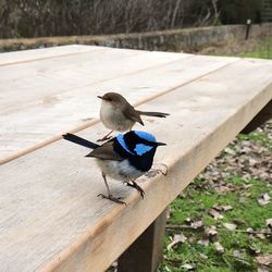 High angle view of bird perching on wood